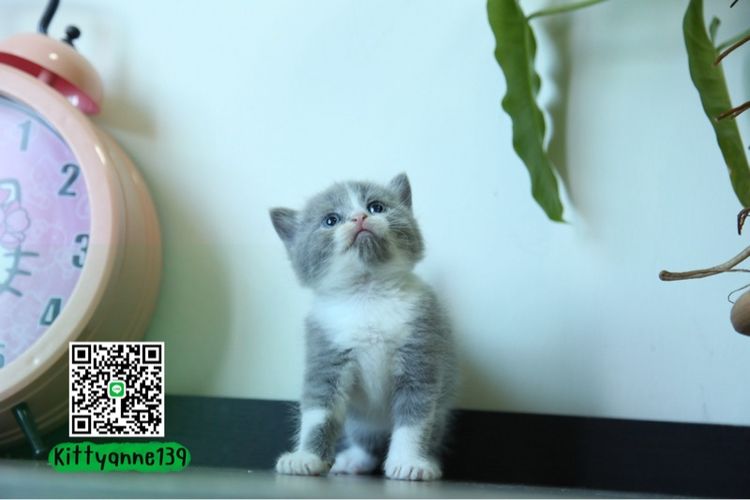 แมวหิมาลายันบริติชแท้ รูปที่ 5