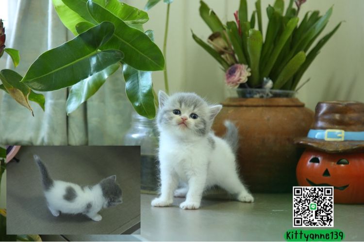 แมวหิมาลายันบริติช รูปที่ 2