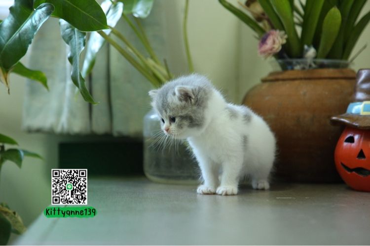 แมวหิมาลายันบริติช รูปที่ 3