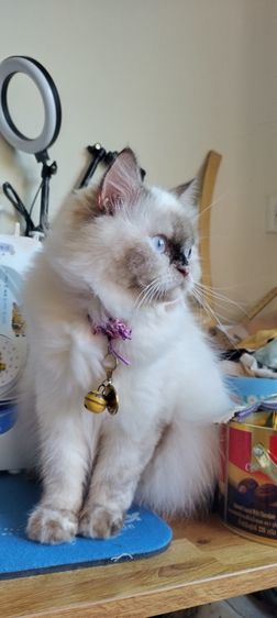 แมวหิมาลายันบริติช รูปที่ 5