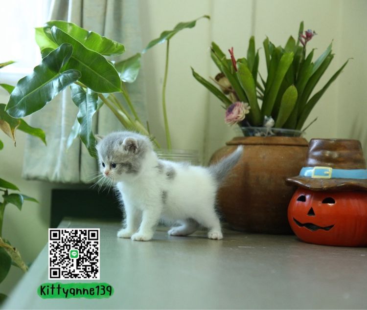 แมวหิมาลายันบริติช รูปที่ 4