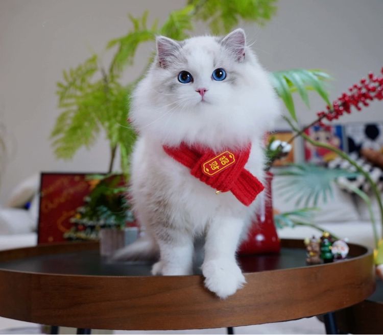 แมวมันช์กิ้น บริติชและแร็กดอล รูปที่ 17