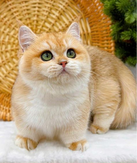 แมวมันช์กิ้น บริติชและแร็กดอล รูปที่ 13