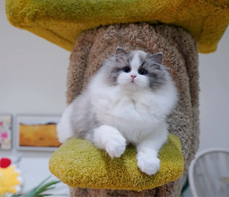 แมวมันช์กิ้น บริติชและแร็กดอล รูปที่ 14