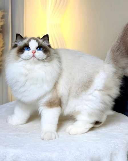 แมวมันช์กิ้น บริติชและแร็กดอล รูปที่ 9