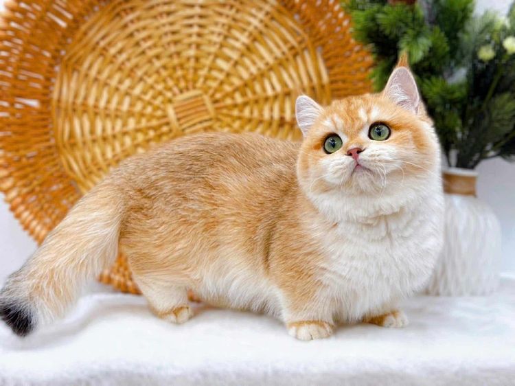 แมวมันช์กิ้น บริติชและแร็กดอล รูปที่ 12