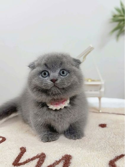 แมวมันช์กิ้น บริติชและแร็กดอล รูปที่ 5