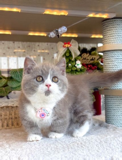 แมวมันช์กิ้น บริติชและแร็กดอล รูปที่ 4