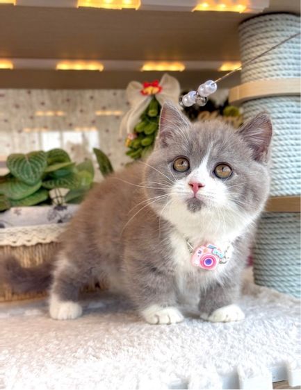 แมวมันช์กิ้น บริติชและแร็กดอล รูปที่ 2