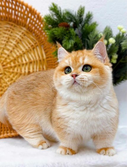 แมวมันช์กิ้น บริติชและแร็กดอล รูปที่ 11