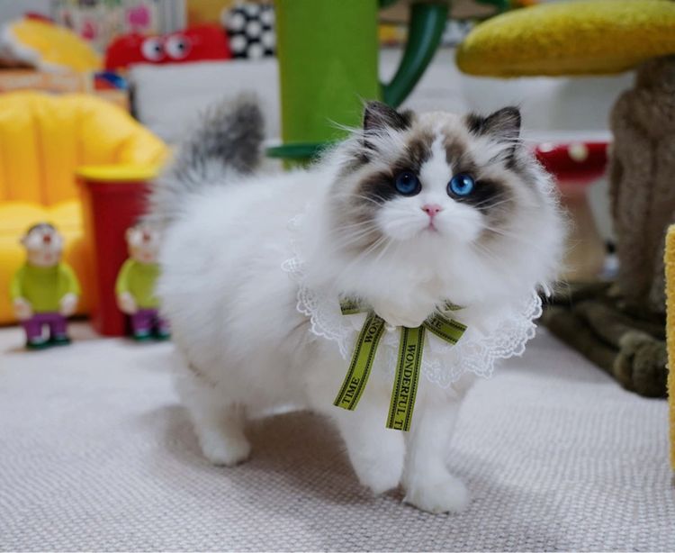 แมวมันช์กิ้น บริติชและแร็กดอล รูปที่ 18