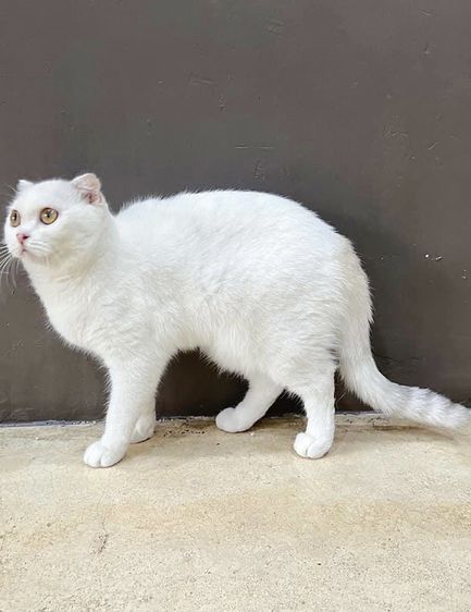 แมวสก๊อติชเด็กผู้หญิงพกใบเพดขวบครึ่งพร้อมเป็นคุณแม่ รูปที่ 4