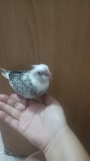 นกลูกป้อน