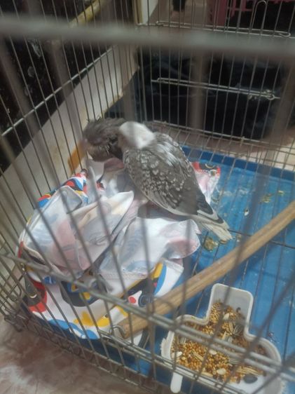 นกลูกป้อน รูปที่ 9