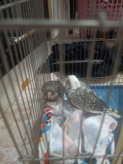 นกลูกป้อน รูปที่ 11