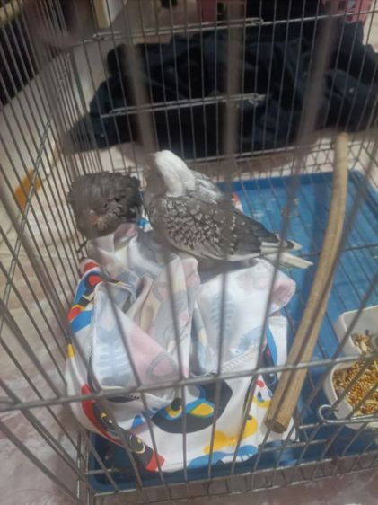 นกลูกป้อน รูปที่ 14