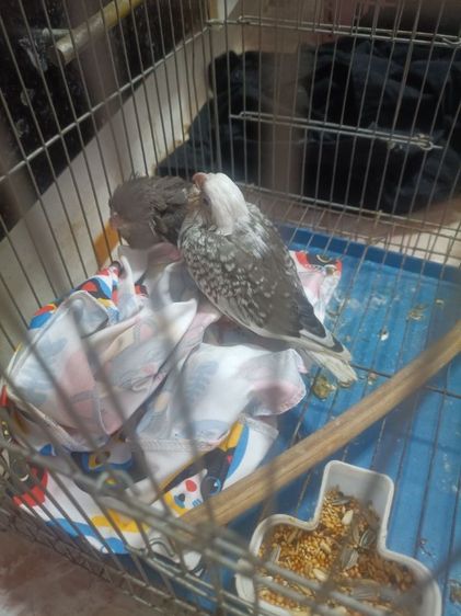 นกลูกป้อน รูปที่ 7