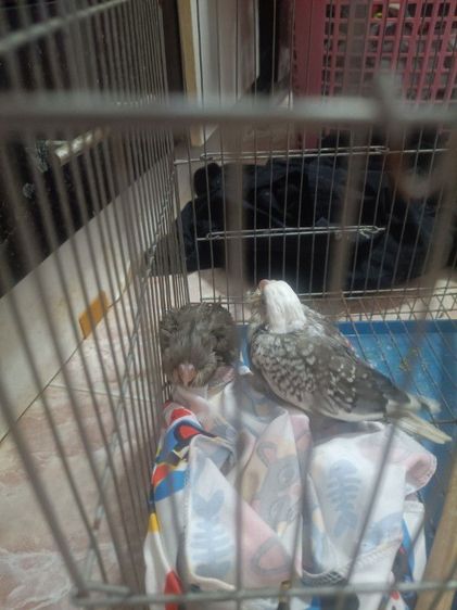 นกลูกป้อน รูปที่ 12