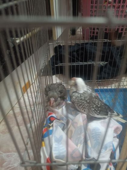 นกลูกป้อน รูปที่ 6