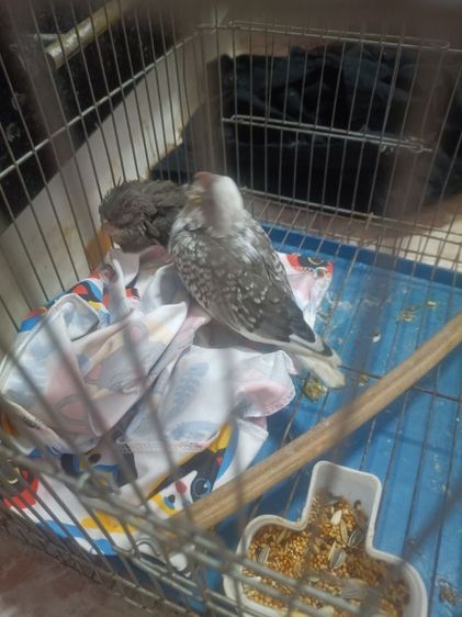 นกลูกป้อน รูปที่ 8