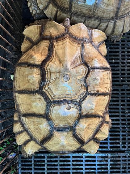 เต่าซูคาต้า รูปที่ 3