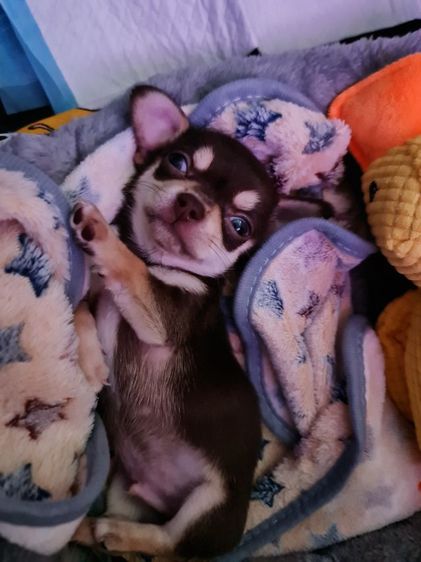 ลูกสุนัข ชิวาวา รูปที่ 4