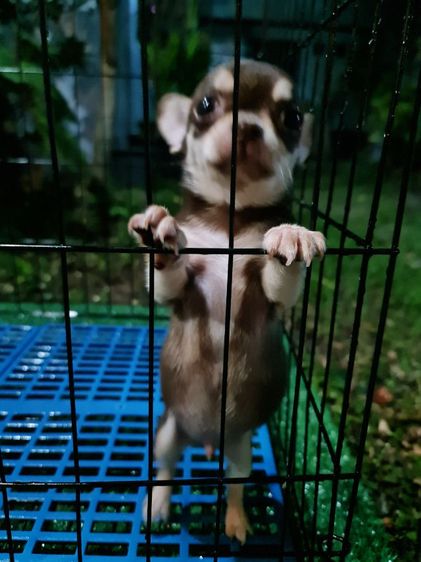 ลูกสุนัข ชิวาวา