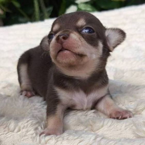 ลูกสุนัข ชิวาวา รูปที่ 2