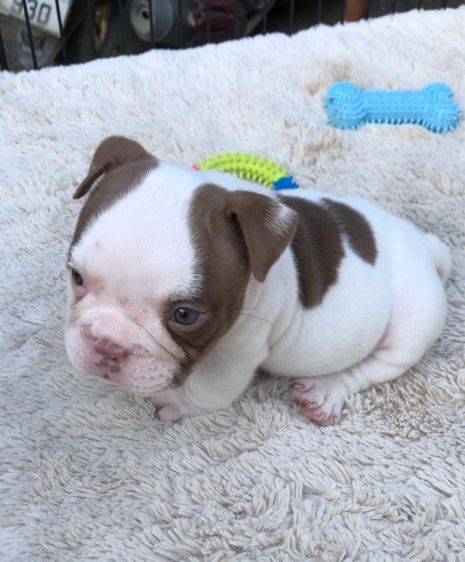 เอ็กโซติกบูลลี่ รูปที่ 5