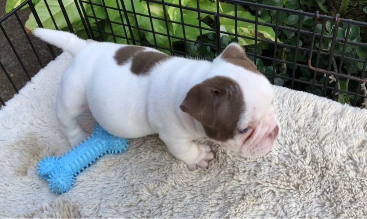 บูลลี่ (Bully) เล็ก เอ็กโซติกบูลลี่