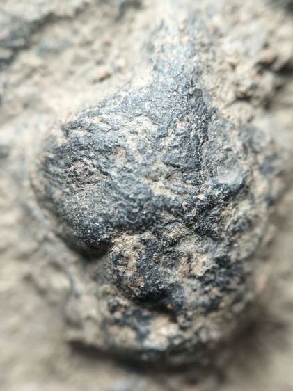 ❌ปิดครับ❌พระกาบปลีเนื้อดินลำพูนครับ รูปที่ 5