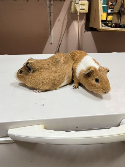 หนูตะเภา รูปที่ 2