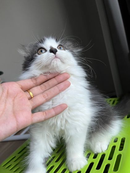 สก็อตติช โฟลด์ (Scottish Fold)  แมวสก๊อตติช