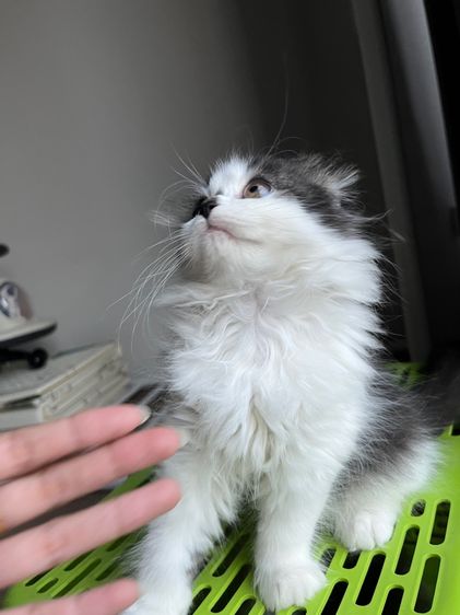  แมวสก๊อตติช รูปที่ 2