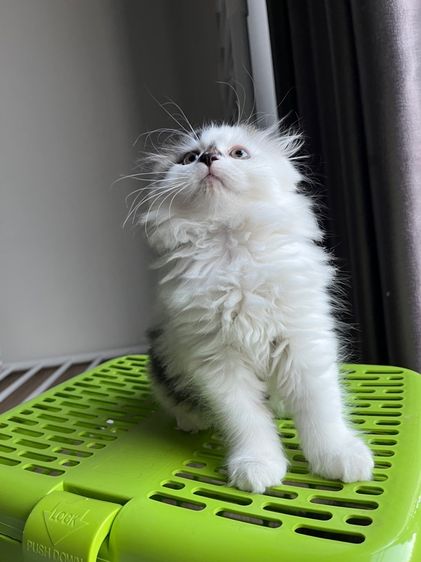 แมวสก๊อตติช รูปที่ 4