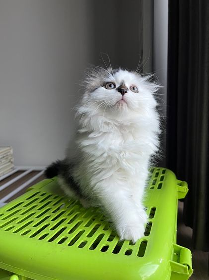 แมวสก๊อตติช รูปที่ 2