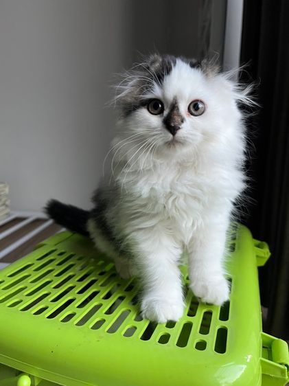 แมวสก๊อตติช รูปที่ 3