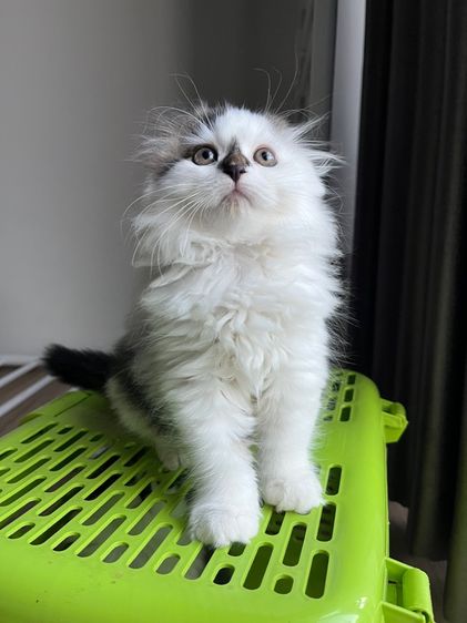 สก็อตติช โฟลด์ (Scottish Fold) แมวสก๊อตติช