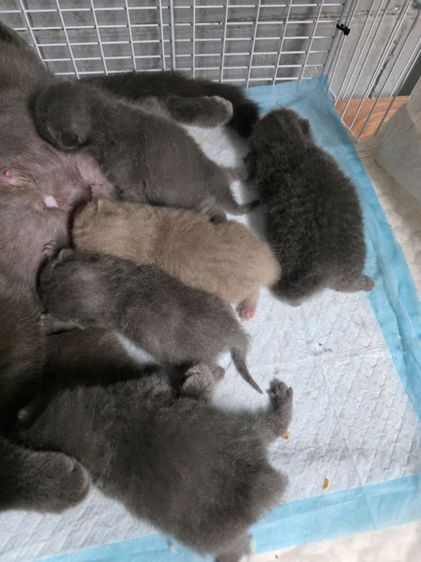 แก๊งสกอตติชโฟล์ scfc รูปที่ 4