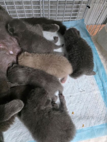 แก๊งสกอตติชโฟล์ scfc รูปที่ 2