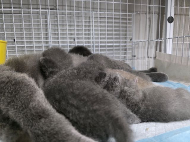 แก๊งสกอตติชโฟล์ scfc รูปที่ 7