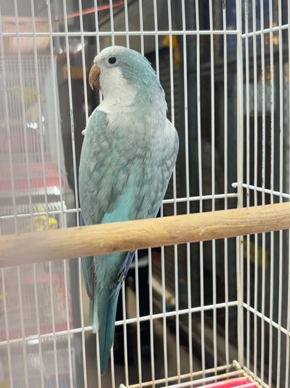 นกแก้วม๊องค์ 