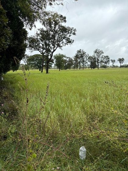 ขายที่นา 12 ไร่กว่า ราคาถูก อ.กันทรารมย์ จ.ศรีสะเกษ เจ้าของขายเอง รูปที่ 2