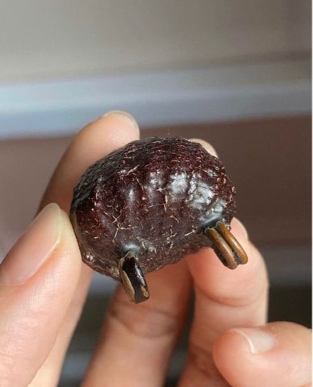 เบี้ยแก้หลวงปู่บุญ รูปที่ 8