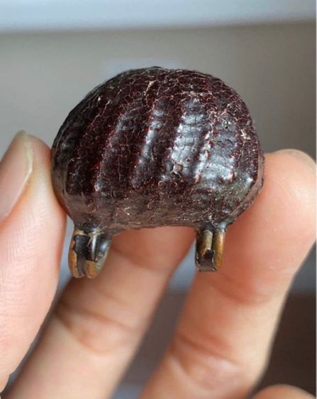 เบี้ยแก้หลวงปู่บุญ