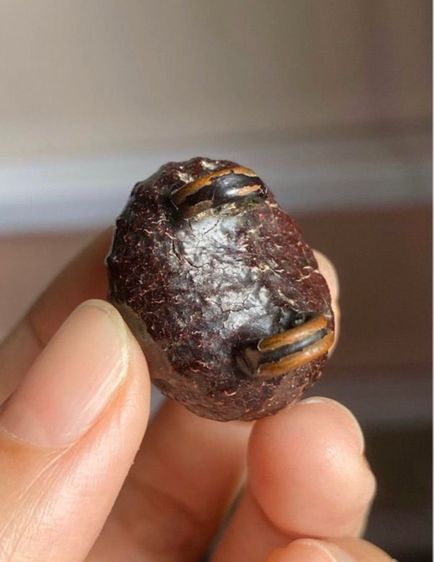 เบี้ยแก้หลวงปู่บุญ รูปที่ 6