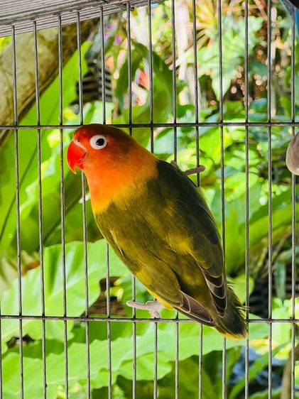 นกเลิฟเบิร์ด รูปที่ 4