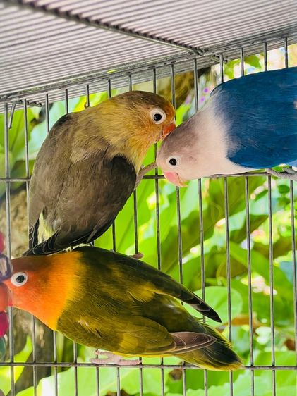 นกเลิฟเบิร์ด รูปที่ 6