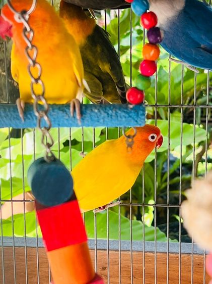 นกเลิฟเบิร์ด รูปที่ 2