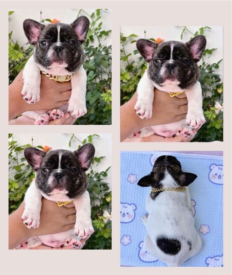 เฟรนช์ บูลด็อก (French Bulldog) เล็ก เฟรนบลูด็อก ชาย 